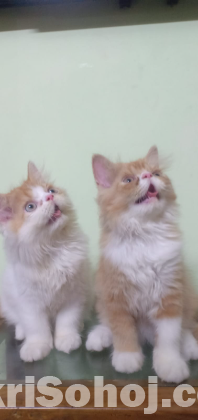 Kitten Bi color Exotic Bloodline male cat